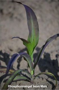 Maize Extra gegen Phosphormangel beim Mais Ackerbau