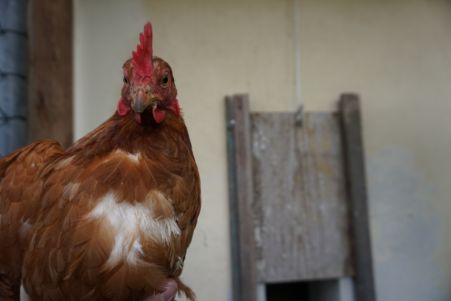 Huhn Tierhaltung