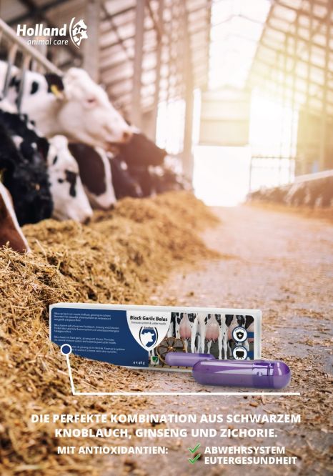 Knoblauch Bolus Rind Tierhaltung