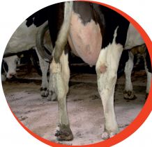 Einstreupulver für Rinder Tierhaltung