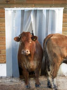 Streifenvorhang Tierhaltung