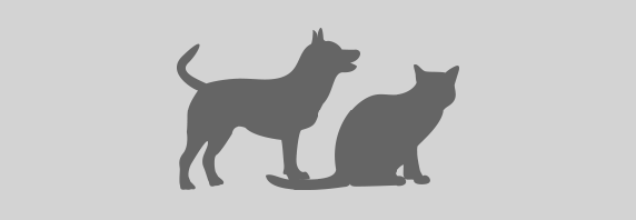 Hund & Katz
